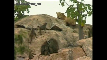 Маймуните се опитват да нападат лъвица _ dacascos_90