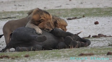 Лъвове убиват слонче - (hd)