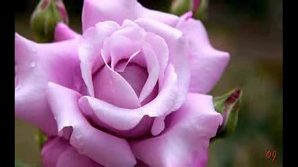 For You My Darling - saxophone music