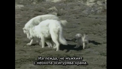 2/2 Див живот: Вълк * Бг Субтитри * (1997) Bbc Wildlife Specials: Wolf