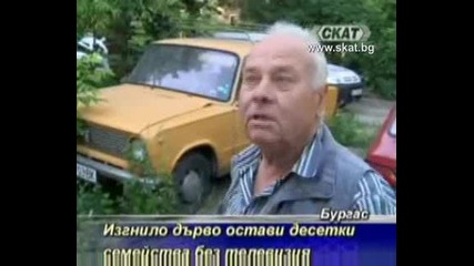 Изгнило дърво остави десетки семейства без телевизия [тв Скат]