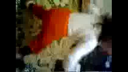 disko nurcan
