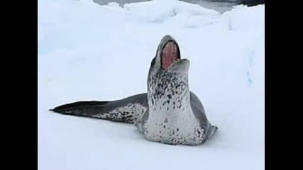 снимки на морски леопард 