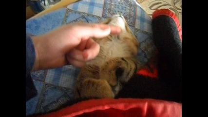 Котето спи като бебе