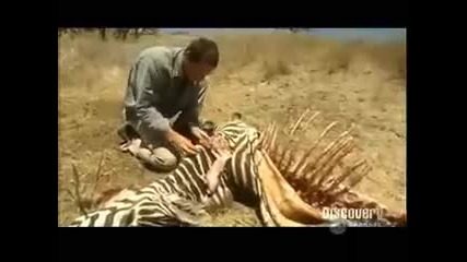 +16 Беър Грилс яде зебра 