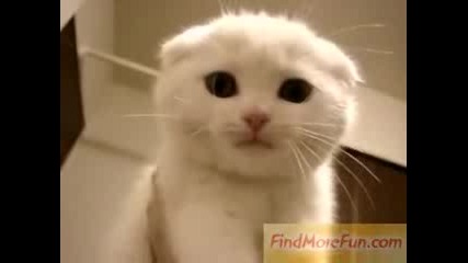 Super Cute White kitty 