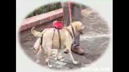 Вече няма да чистиш след кучето!