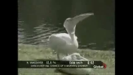 - Пеликан изяжда гълъб !!! 