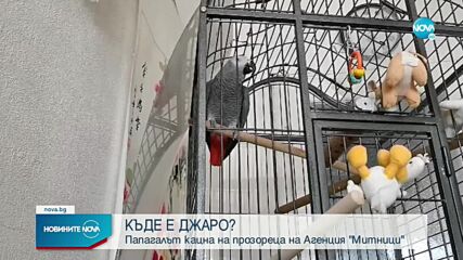 Служители на Агенция „Митници” спасили избягалия папагал Джаро