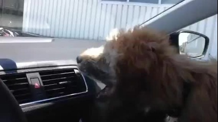 Куче срещу климатик - Смях