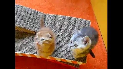 Сладки котенца