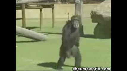 Smoking Monkey