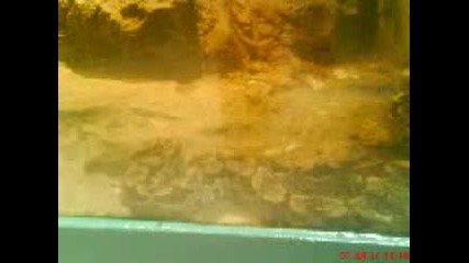 Снимки от зоогическата градина в град софия - 3 част