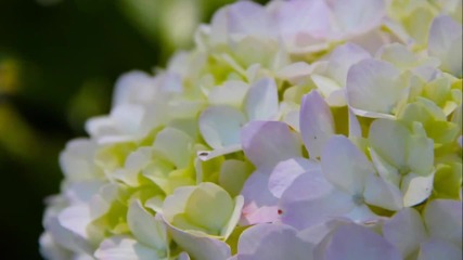 Hydrangea