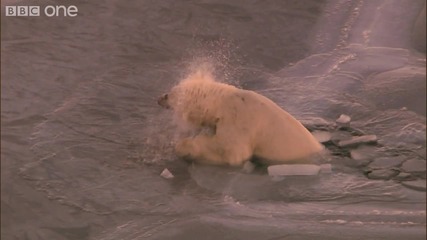 Полярна мечка върху тънък лед Hd