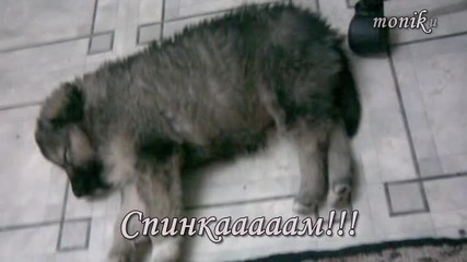 Бебето Рекс