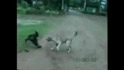 Смях-маймуна се бъзика с куче