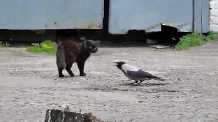 Ято врани напада котка