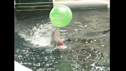 Делфините спортисти от Варна