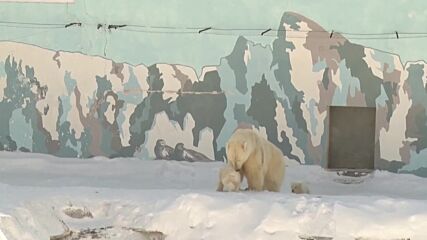Две бели мечета направиха дебют пред публика в зоопарк в Сибир (ВИДЕО)