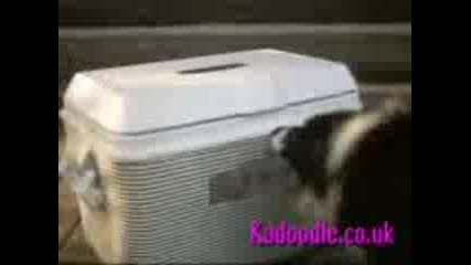 Лошо Куче