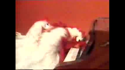 Мъпет Шоу - Кокошки На Пиано