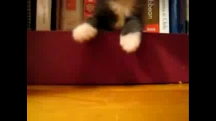 Котенце спи по интересен начин