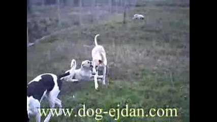 Kangal, Кангал Www.dog - Ejdan.com