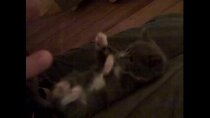 Surprised Kitty