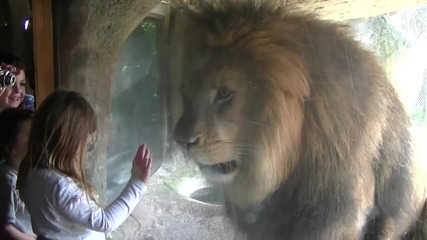 Лъв атакува малко момиче :)