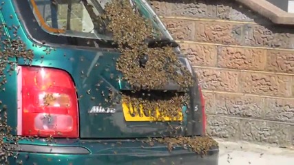 Много яко 20 000 пчели нападат кола