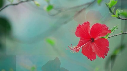 ✿ Цвете от Хавай ... ...✿