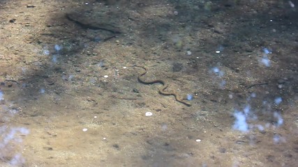 Водна змия ловува край Панчеревското езеро