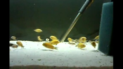 Tropheus Golden Kiriza