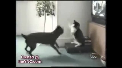 Кучета и Котки в Действие 100% Смях