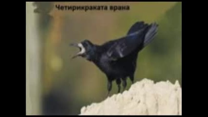 Четирикраката врана ( аудио притча от Даниил Хармс )