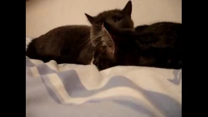 Две сладки котенца си говорят 