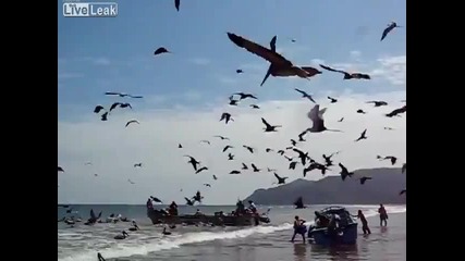 Чайки искат да вземат храната на рибари Голям Смях
