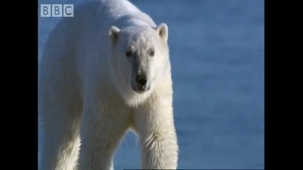 Полярна мечка срещу колония моржове - Bbc Planet Earth