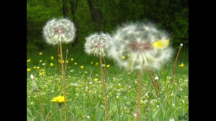 Flower gajdi