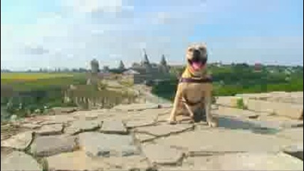 Невероятно !!! Трет - Кучето Паркурист (2)