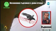 Незаконна търговия с диви птици 2 - Господари на ефира (01.06.2015)