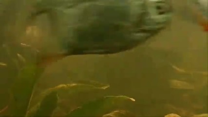 Amazing Flight through Sky and Amazon 