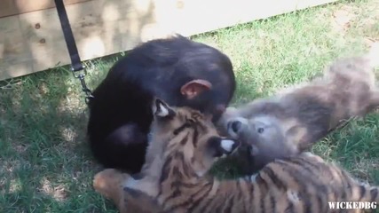 Шимпанзе, тигърче и малко вълче, си играят
