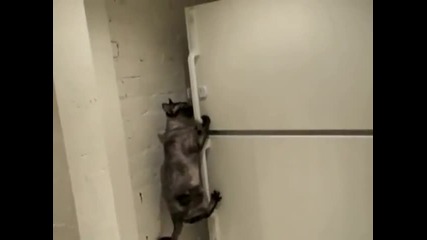 Котка отваря хладилник
