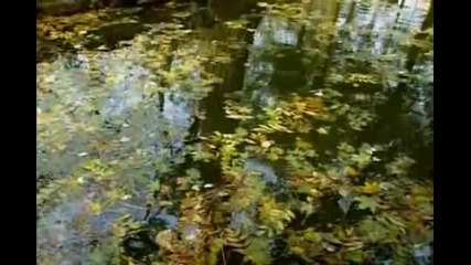 Светлана Резанова Засыпят листья 