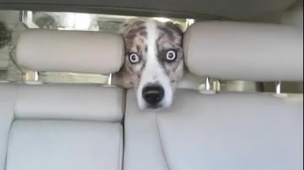 Куче в кола на автомивка