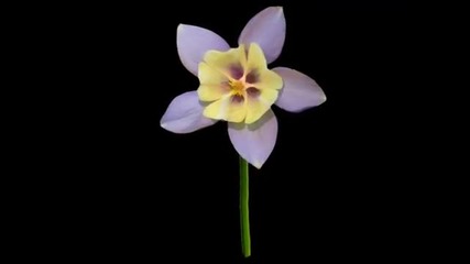 Flower Morph 