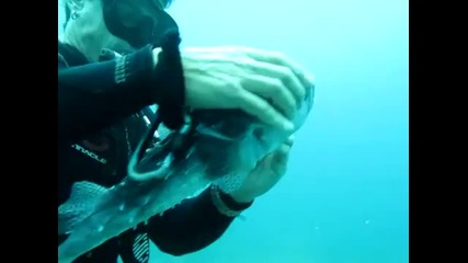 Леководолаз спасява от рибарска кука , силно отровната риба "балон"