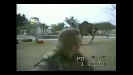Войник се опитва да язди камила